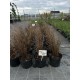 Осока буханана 'Red Rooster' (Carex buchananii 'Red Rooster') С3
